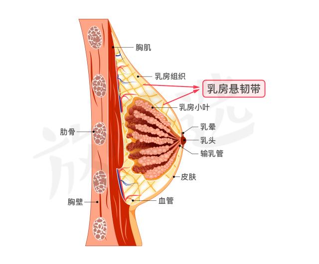 健身女性高级感内衣,健身美背内衣常规款