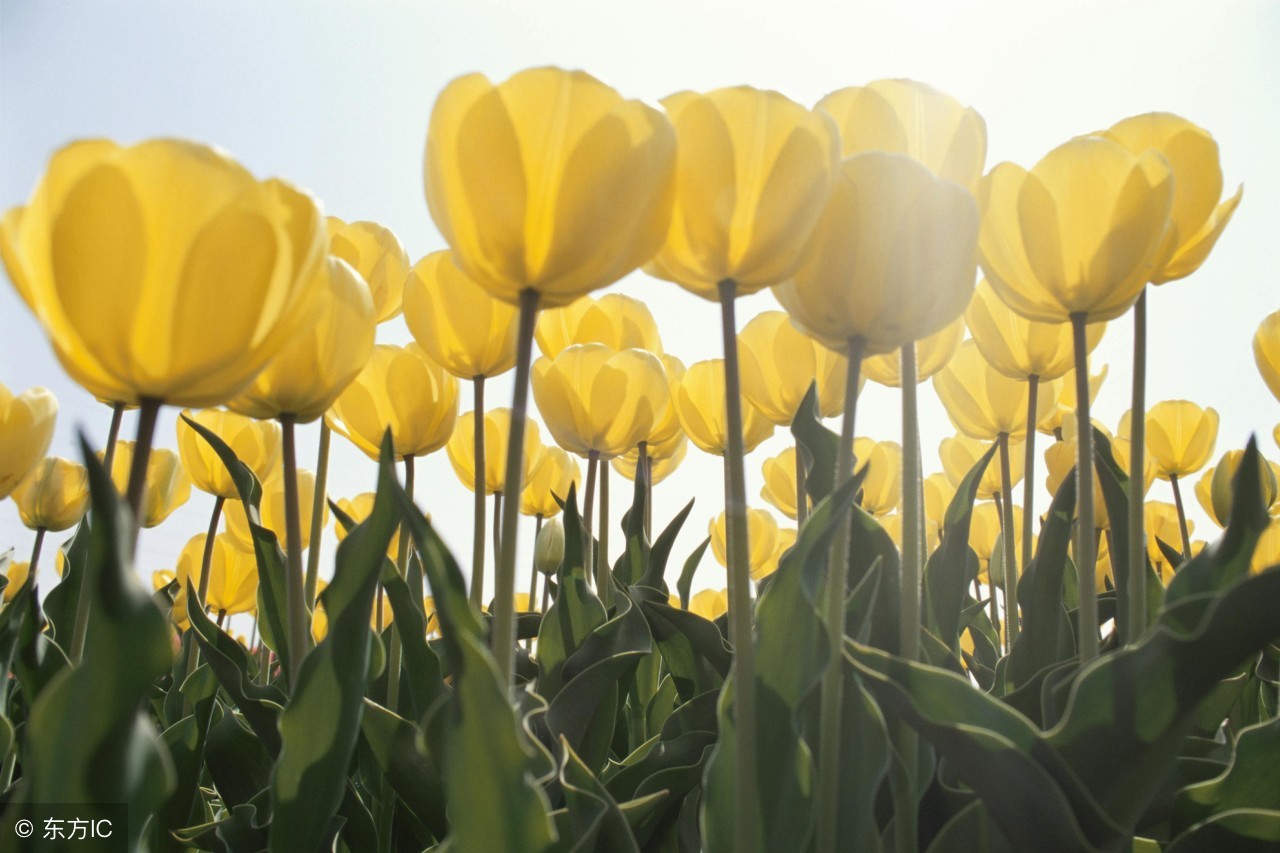 世界帕金森病日来历,世界帕金森日注意事项