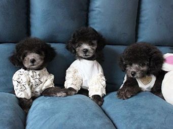 泰迪狗狗怎么养爆毛好呢,怎么喂养小体泰迪狗狗毛发亮