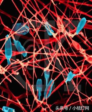 真菌微生物国标检测方法,微生物真菌检验