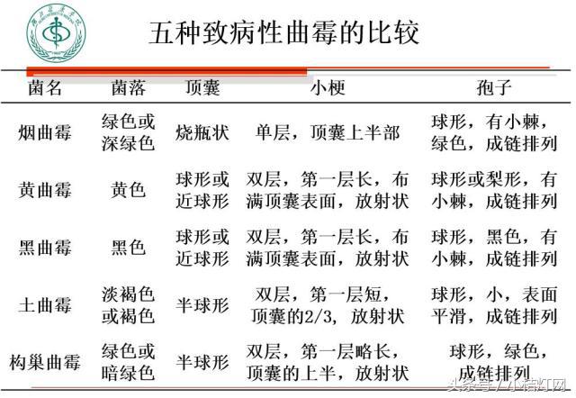 真菌微生物国标检测方法,微生物真菌检验