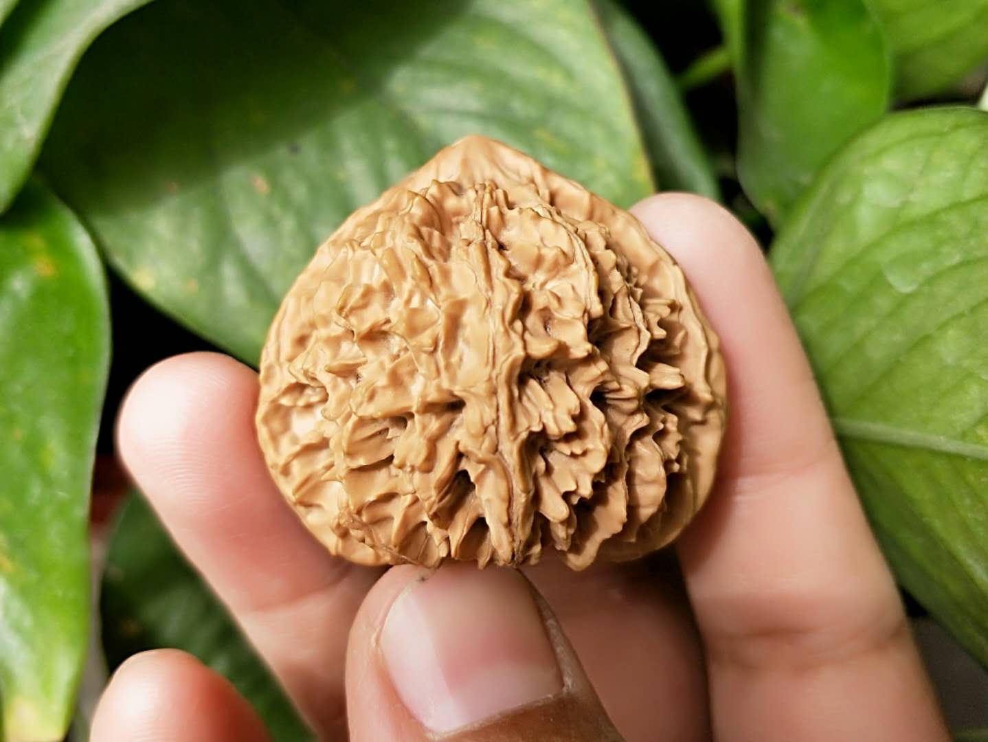 望闻问切真假鉴定,望闻问切能用来鉴定吗