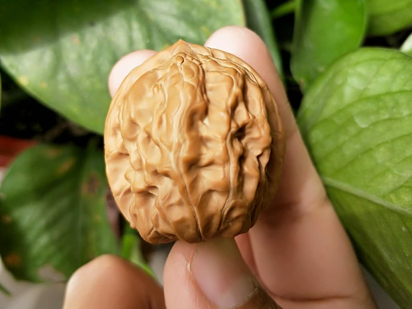 望闻问切真假鉴定,望闻问切能用来鉴定吗