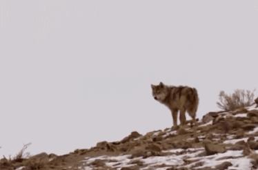 被奉为神明合集,bbc神级纪录片life第02集