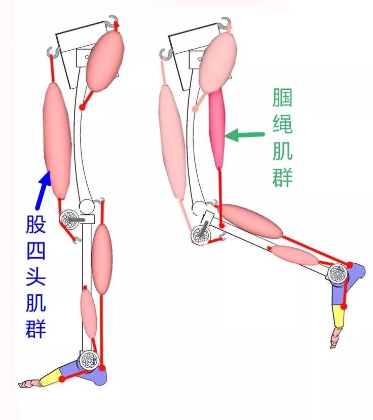猴子爬树是为什么,猴子爬树为什么那么轻松