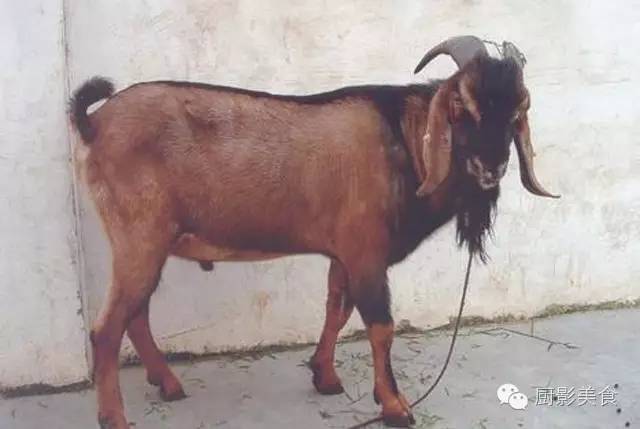 爱吃羊肉,爱吃串,那就看看这60种不同品种的羊长什么样子吧!