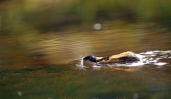 旅鼠自杀的真相是这样的，我们都被语文课本骗了