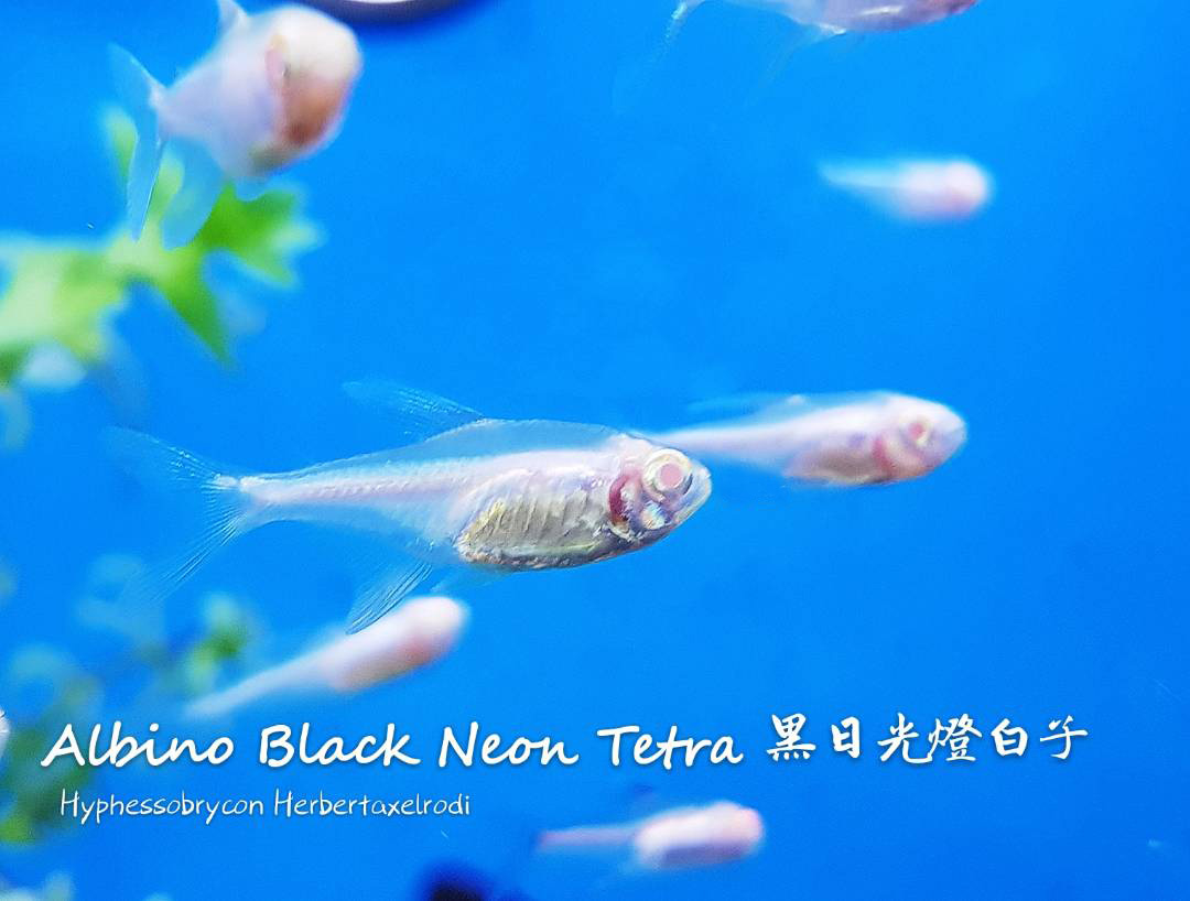 观赏鱼热带鱼品种,热带鱼品种太多认不清