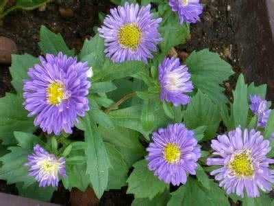 翠菊栽培,盆栽翠菊图片