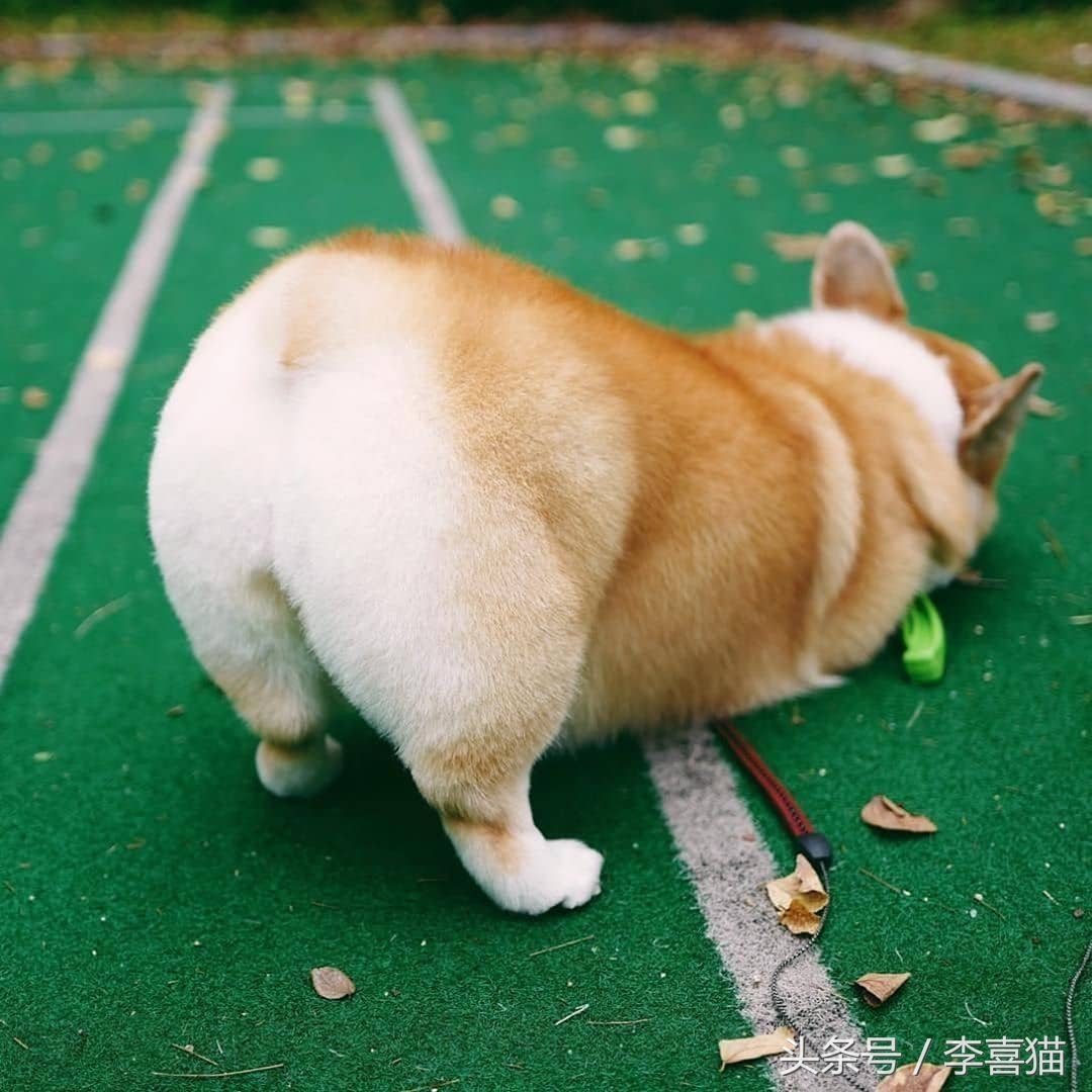 柯基最好笑的4个行为,柯基小短腿的烦恼