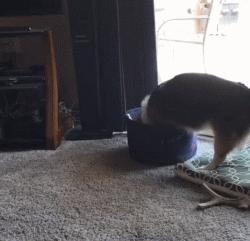 柯基大长腿和小短腿日常,别看柯基小小的脾气可不得了