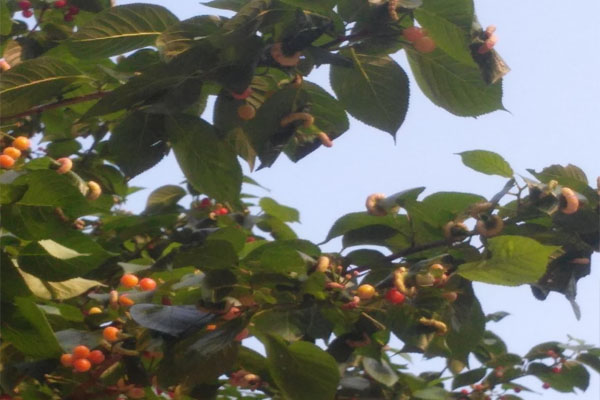 樱桃树上有会拉丝的虫是什么虫,樱桃叶子上那个虫子叫什么虫