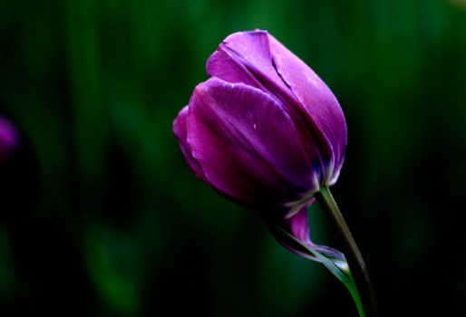 爱意满满郁金香,郁金香表达爱意文案