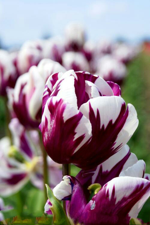 爱意满满郁金香,郁金香表达爱意文案