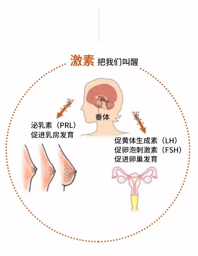 穿什么样的内衣对乳房发育有好处,乳房发育到什么样可以穿内衣