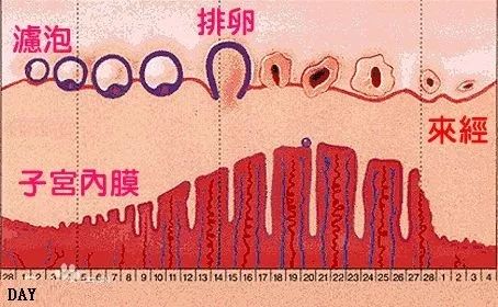 来大姨妈是排毒吗,来大姨妈是排毒素嘛