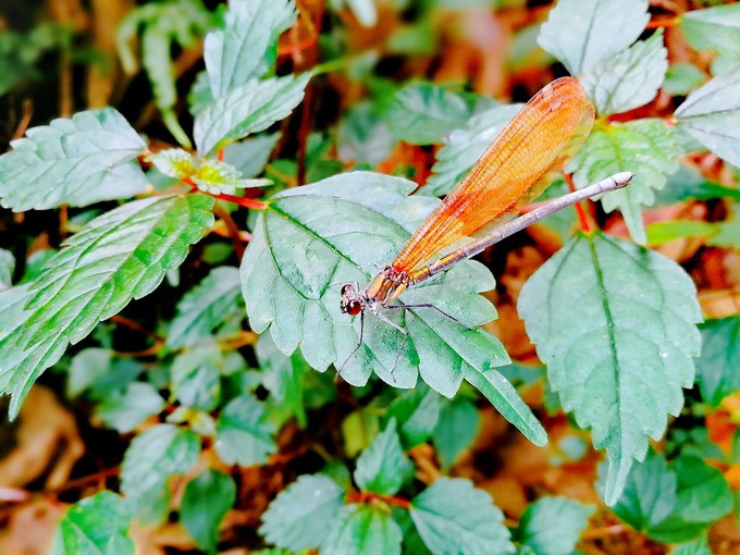 九溪虽小你却没用心体验过,别有一方风味