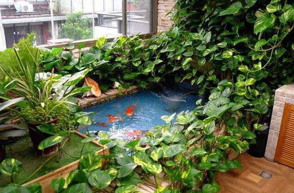 怎样养绿萝才能茂盛视频,屋内绿萝怎么养比较茂盛