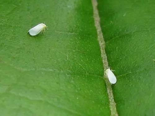 盆栽常见的虫子,盆栽里有虫子用什么药