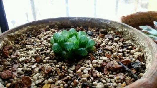 盆栽常见的虫子,盆栽里有虫子用什么药