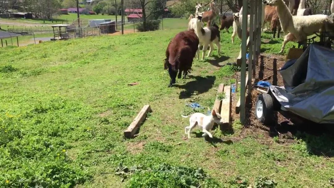 狗狗误闯300米,狗狗误闯鹿群