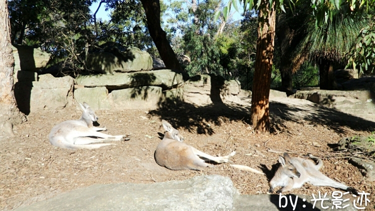 澳洲旅游必去动物园,澳洲动物园游记