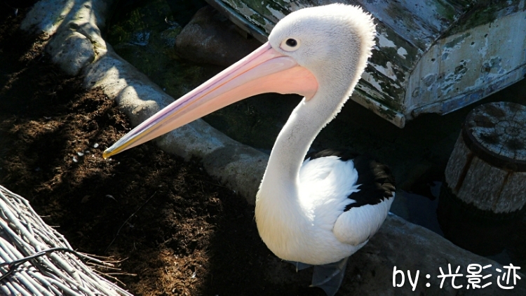 澳洲旅游必去动物园,澳洲动物园游记