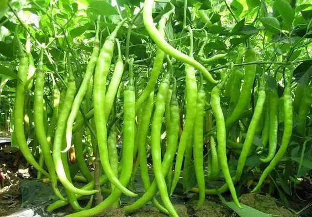 12种最值钱的椒,世界上十种最好的辣椒