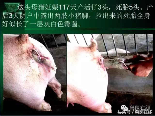 猪病兽医必看的蓝耳病现场诊断