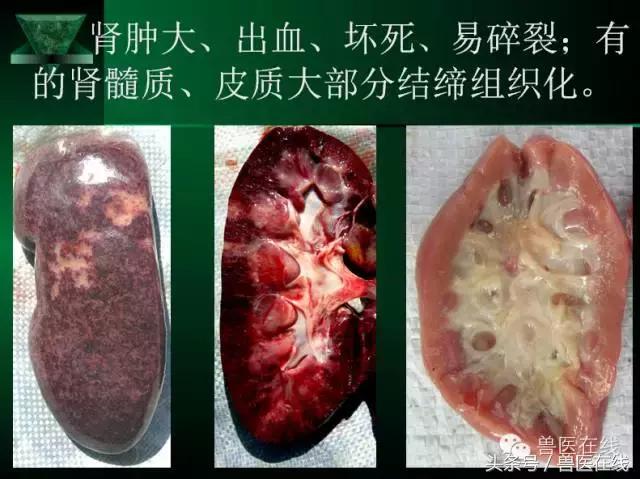 猪病兽医必看的蓝耳病现场诊断