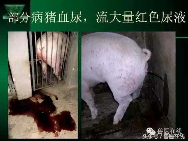 猪病兽医必看的蓝耳病现场诊断