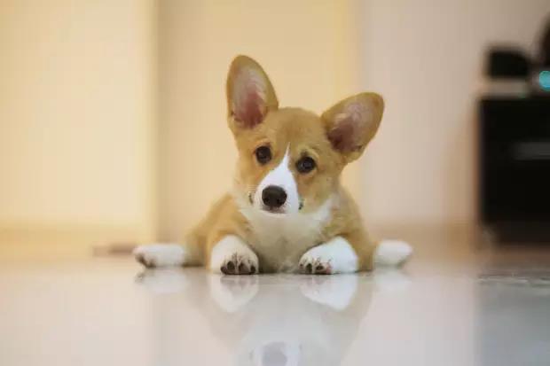 干货狗狗喂养知识合集,新手训练狗狗要用什么零食