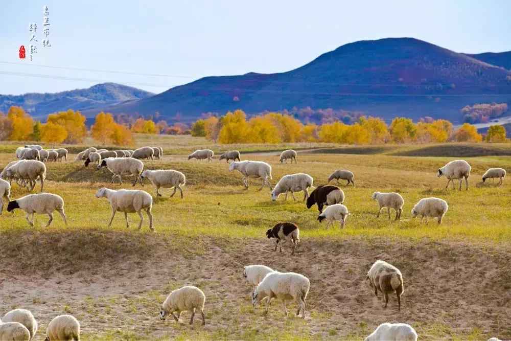 出什么国!来河北就等于来了全世界……