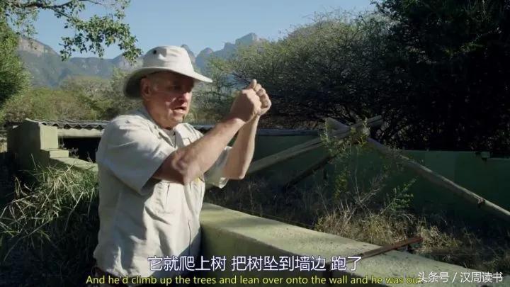 非洲平头哥张狂不是我的本性但是惹我就等于自杀