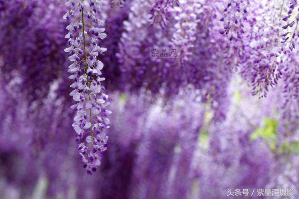 上海古藤园紫藤花是否开了,中国最大的紫藤园