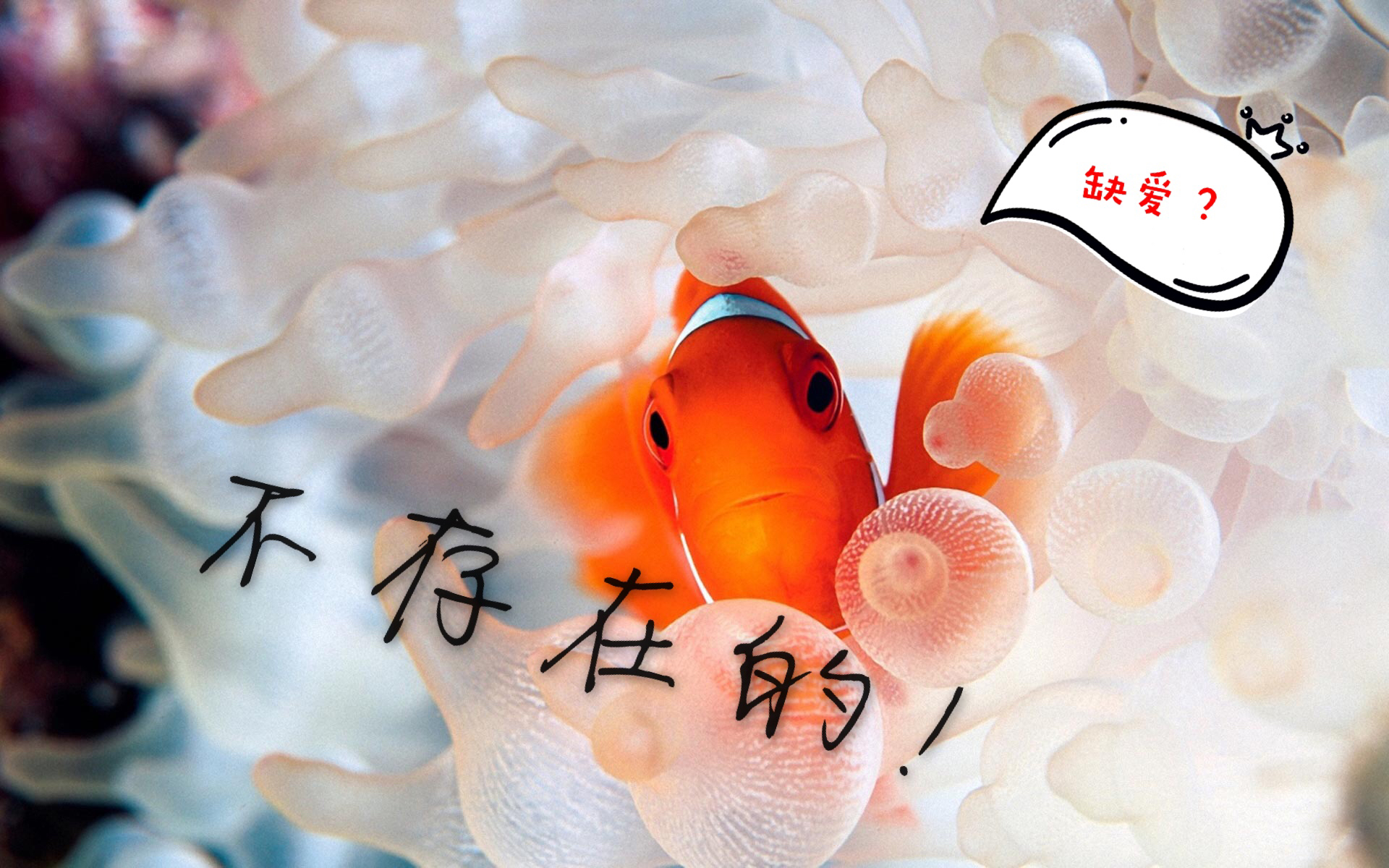 小丑蛙新手入门饲养教程,小丑鱼的饲养