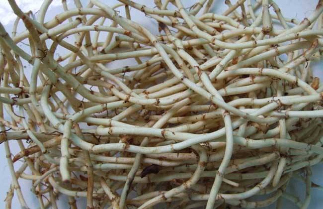 鱼腥草搭配金银花桔梗有什么好处,女人喝鱼腥草水有什么好处和坏处