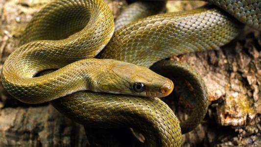 二条蛇进家预示什么,红蛇进家中预示什么