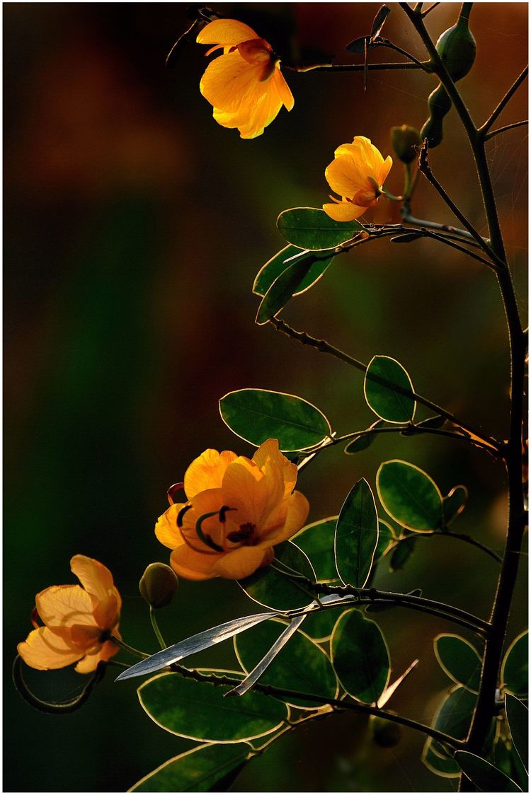 代表独特的花语的花是什么,什么花的花语是惊艳人心的呢