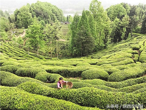 闄曡タ姹変腑瑗夸埂鍐滄潙,瑗夸埂鍐滄潙