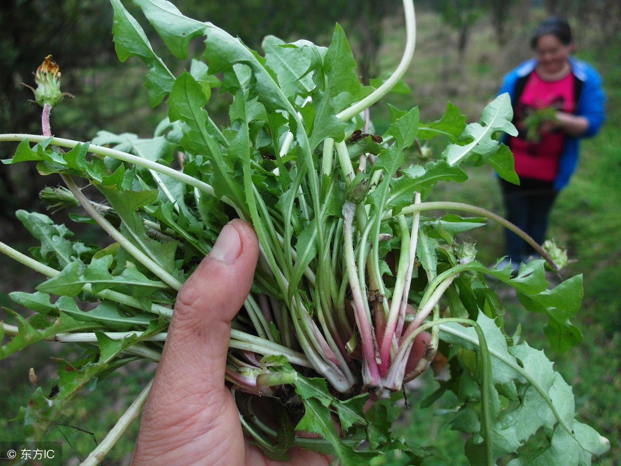婆婆丁中医世家,婆婆丁清热解毒抗癌