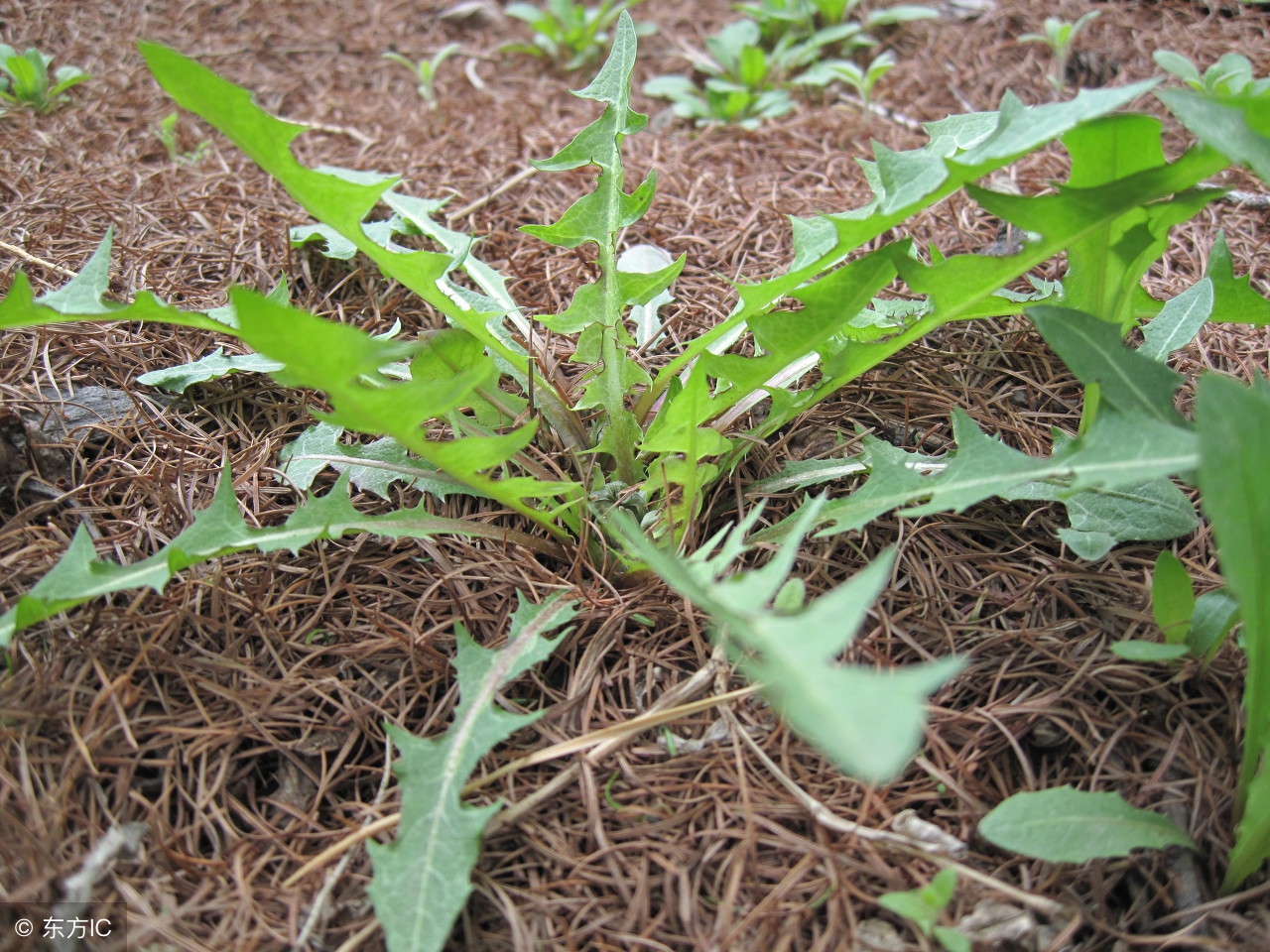 婆婆丁中医世家,婆婆丁清热解毒抗癌