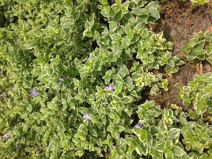 花叶蔓长春花和金边黄杨的区别,花叶蔓长春花耐寒多少度