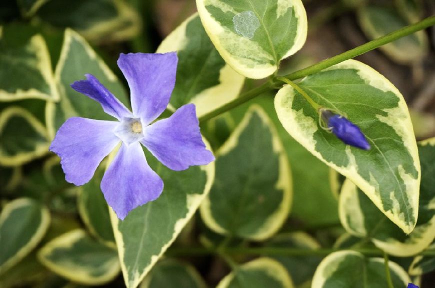 花叶蔓长春花和金边黄杨的区别,花叶蔓长春花耐寒多少度