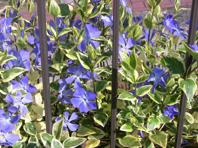 花叶蔓长春花和金边黄杨的区别,花叶蔓长春花耐寒多少度