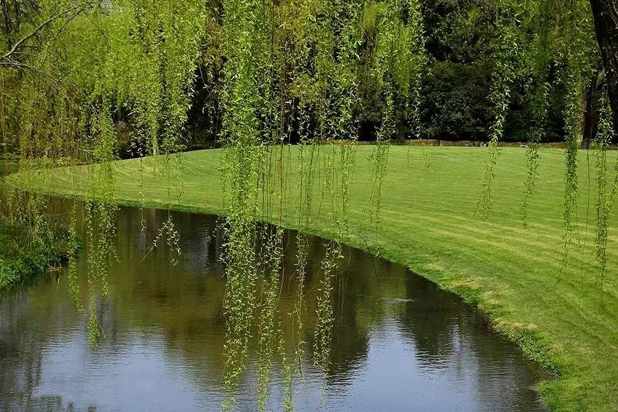 春柳，最平易近人的春色