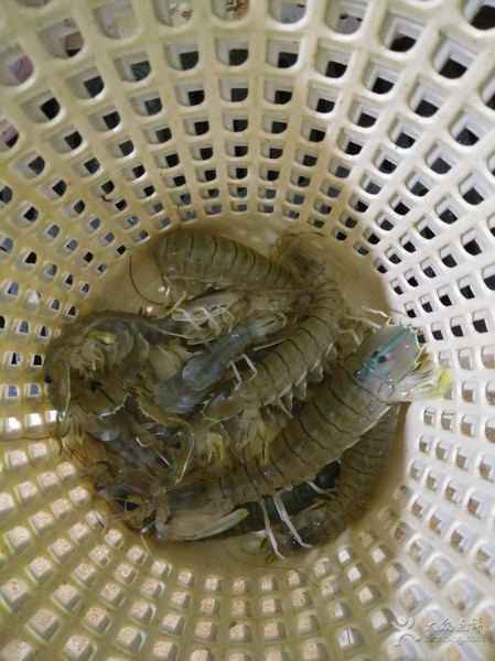 五一应季海鲜皮皮虾,又到了皮皮虾最肥美的季节