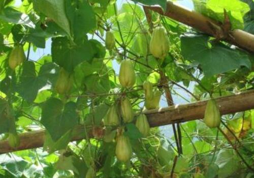 洋丝瓜种植时间及技术要点是什么,洋丝瓜怎么种植才更容易存活