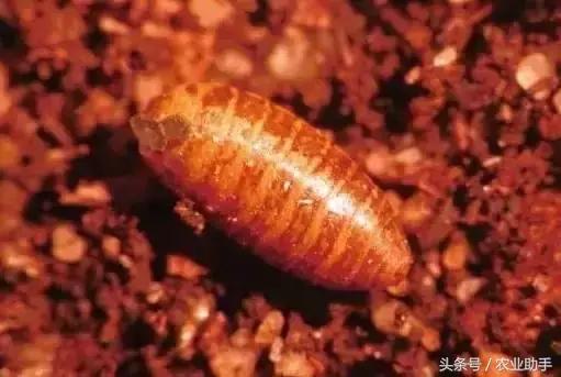 柑橘大实蝇在什么时候开始预防,农业农村局柑橘大实蝇防控方案