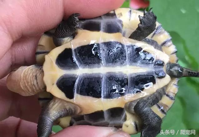 石金钱龟颜色及投资价值的关系